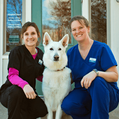 Animal Reproductive Services in Rochester, NH - New Clients
