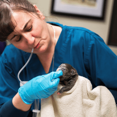 Animal Reproductive Services in Rochester, NH - About Us